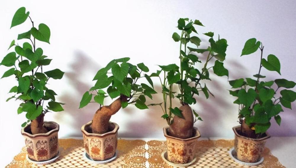 在家养花不如改种菜,土豆,红薯养2盆,观赏,食用都不愁了