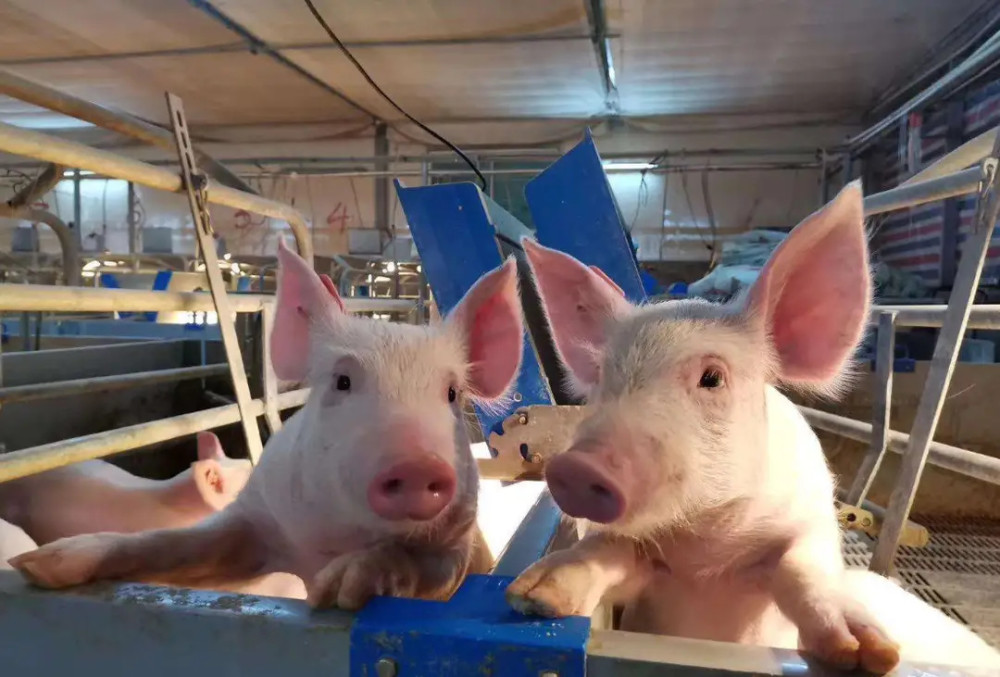 猪毛|中国每年屠宰7亿头猪，猪毛都用来干啥了？果然猪全是都是宝