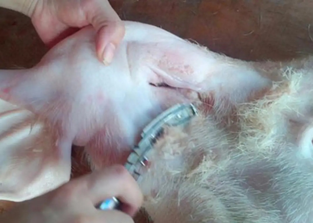 猪毛|中国每年屠宰7亿头猪，猪毛都用来干啥了？果然猪全是都是宝