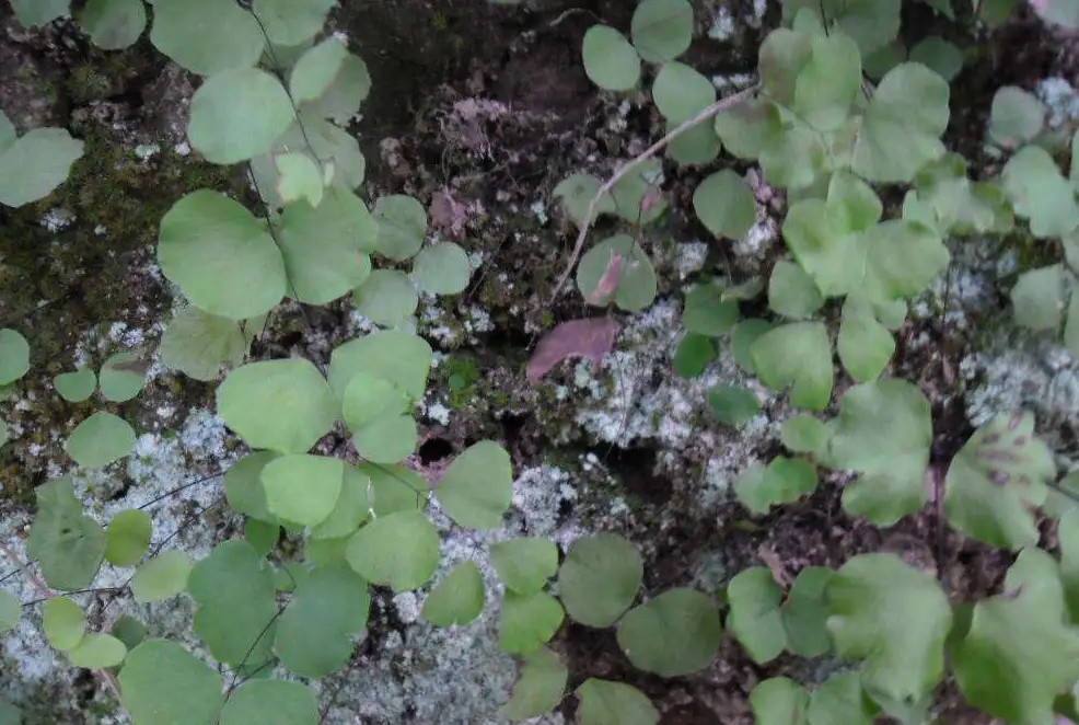 猪毛|中国每年屠宰7亿头猪，猪毛都用来干啥了？果然猪全是都是宝