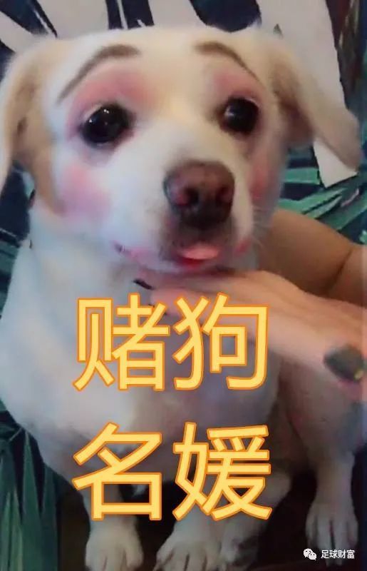 【干货】名媛赌狗,今天的你够伪精致吗?_腾讯新闻