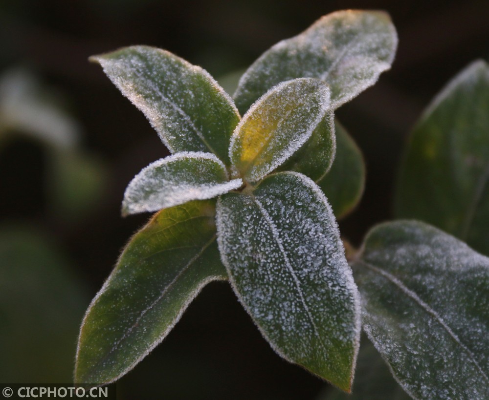 河北广宗霜降至初霜现