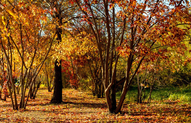 秋风瑟瑟扫黄叶望断秋红独盏思如醉苏幕遮秋风黄叶思如醉