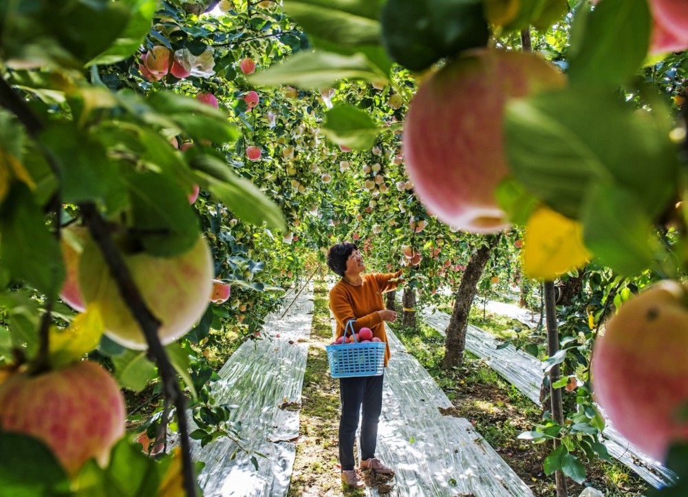 5000餘畝蘋果迎來採摘季,紅彤彤的蘋果掛滿枝頭,果園處處一派豐收景象