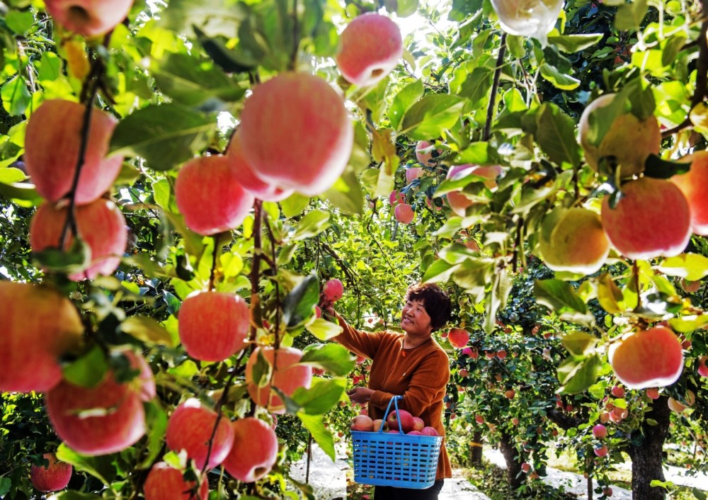丰收了胶州苹果飘香