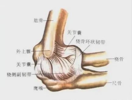 网球肘"的来龙去脉|网球肘|前臂|肘关节
