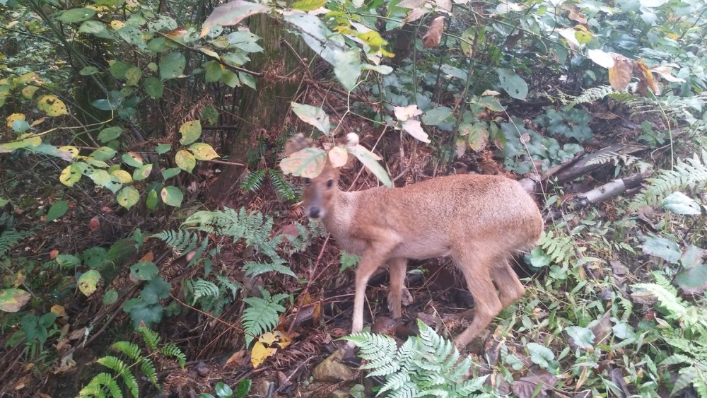 40多只河麂在宁波野外放归