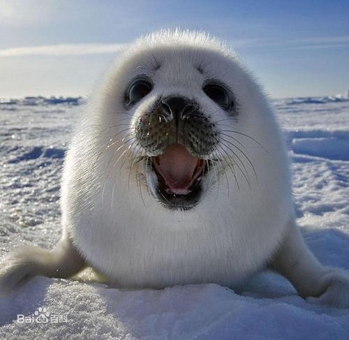 世界最可爱物种排行榜第四——竖琴海豹,上榜巧乐卡极地乐园