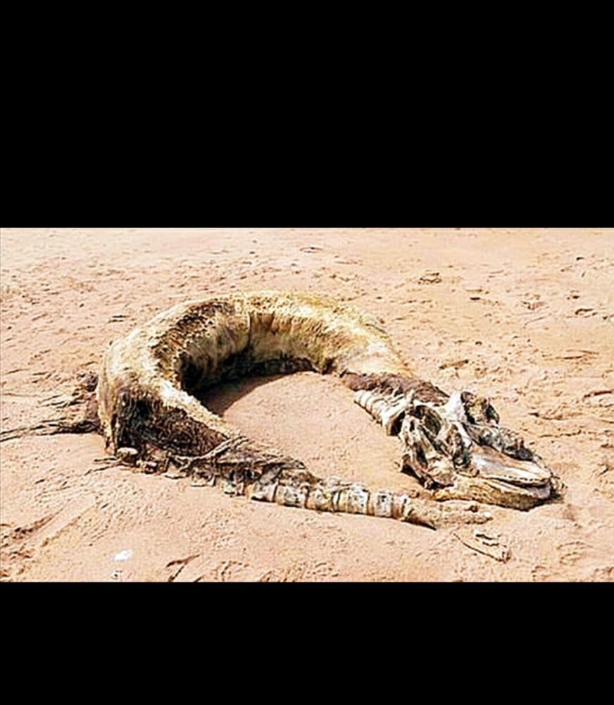 不知道大家还是否记得多年前营口坠龙事件