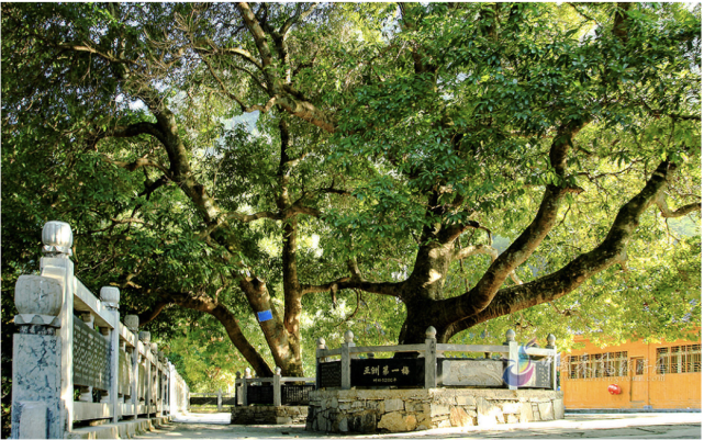 心灵四季美丽中国恩施杨梅古寨湖北杨梅之乡