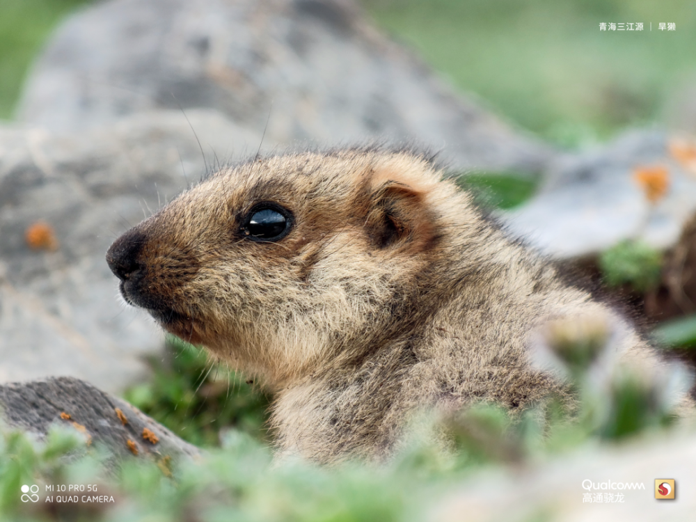 中国特产鸟类,国家重点保护野生动物白马鸡生活在海拔最高地区的灵长