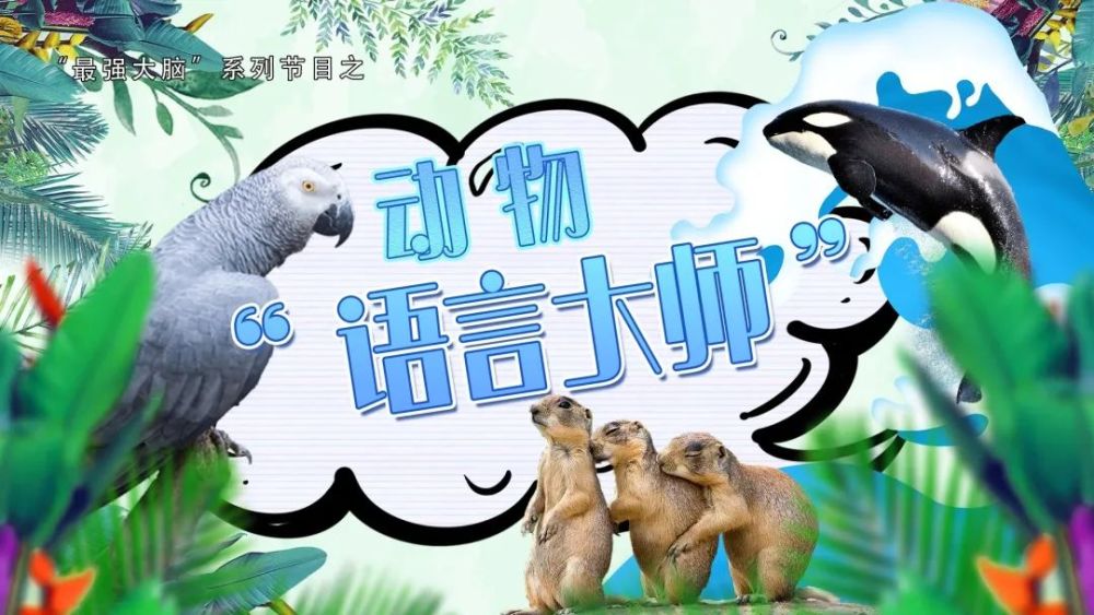 想和动物交流吗这几招教会你听懂动物的语言