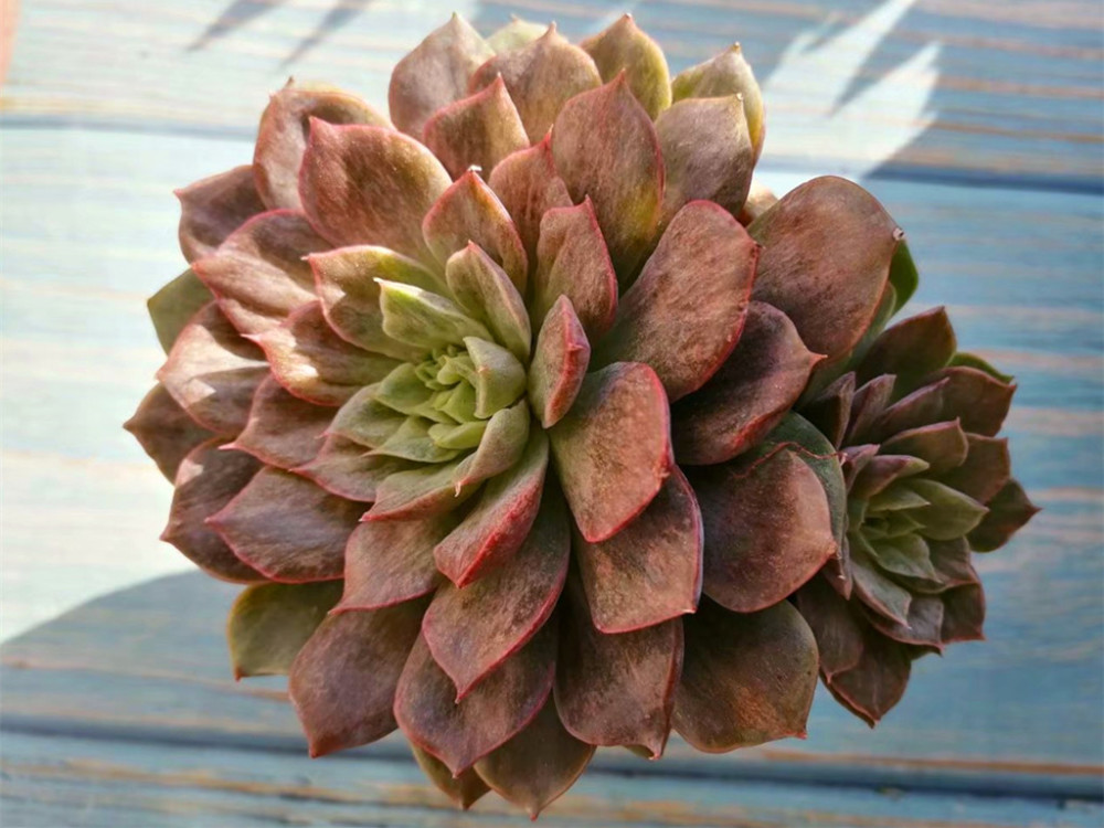 怎样才能把多肉养成石化拉丝锦?