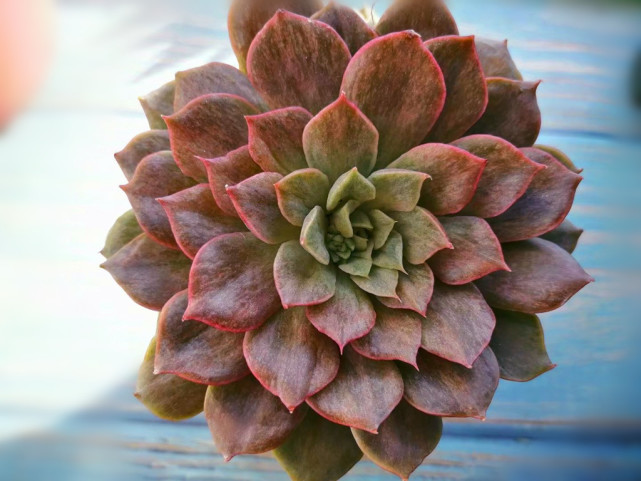 怎样才能把多肉养成石化拉丝锦用药喷伤植株低温刺激才重要