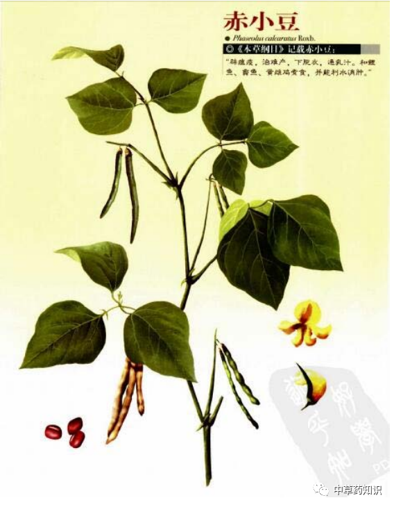 植物情况:一年生半攀援草本原植物:赤小豆科:豆科产地:浙江,江西,湖南