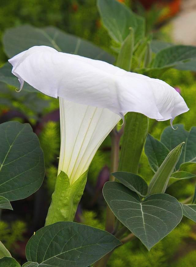 月光花是什么花,怎么养护能开花,你见过它的真面目吗?
