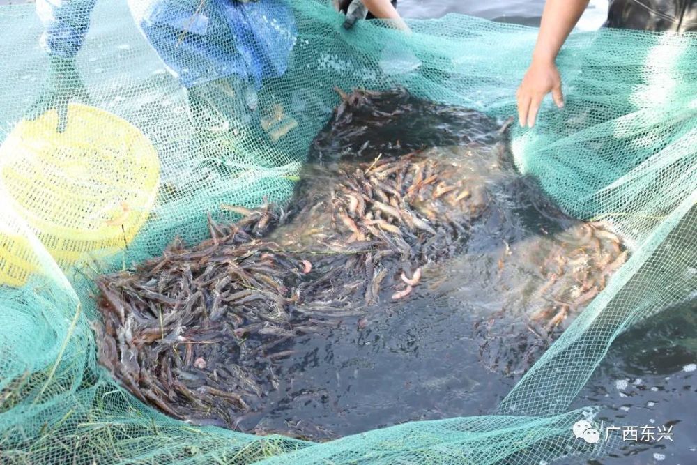 丰收节里庆丰收鱼虾满仓喜洋洋