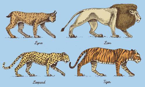 同是猫科动物,猫和老虎是如何一步一步走到今天的?
