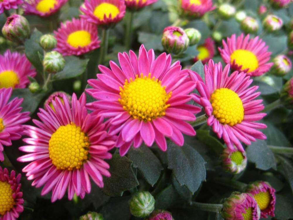 菊花|十月天朗气清，适合养这3种花，一株幼苗能开一片花