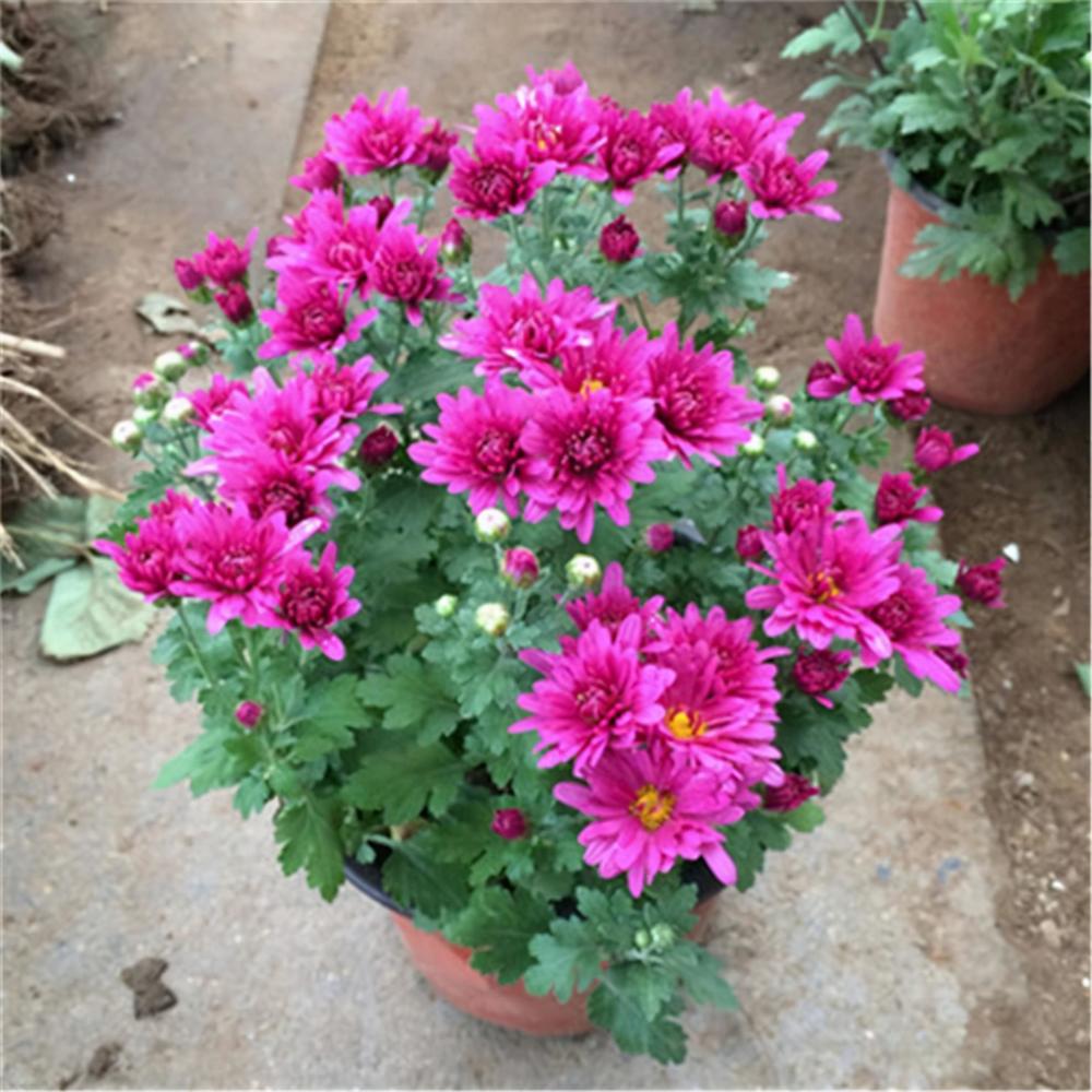 菊花|十月天朗气清，适合养这3种花，一株幼苗能开一片花