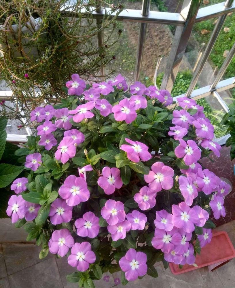 菊花|十月天朗气清，适合养这3种花，一株幼苗能开一片花