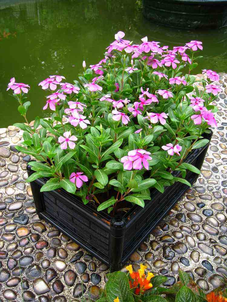 菊花|十月天朗气清，适合养这3种花，一株幼苗能开一片花