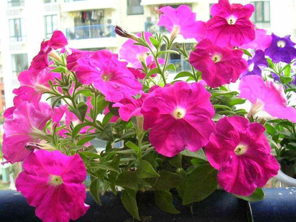 菊花|十月天朗气清，适合养这3种花，一株幼苗能开一片花