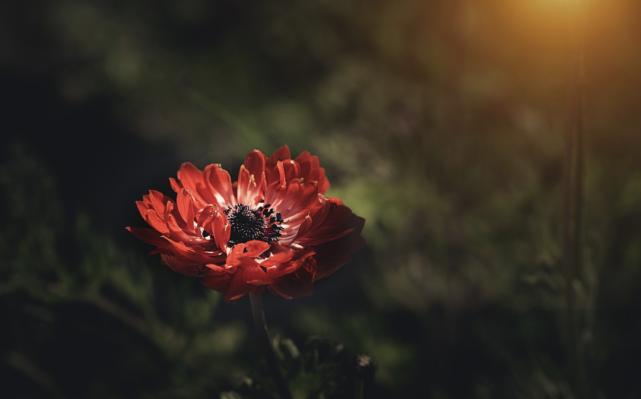 Tips 100多种花的英文名及花语最全双语对照 Rose 杜鹃花