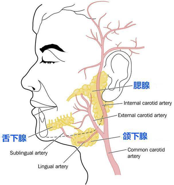 人体喉咙处竟藏着新器官,对癌症治疗有很大帮助,人体秘密还很多