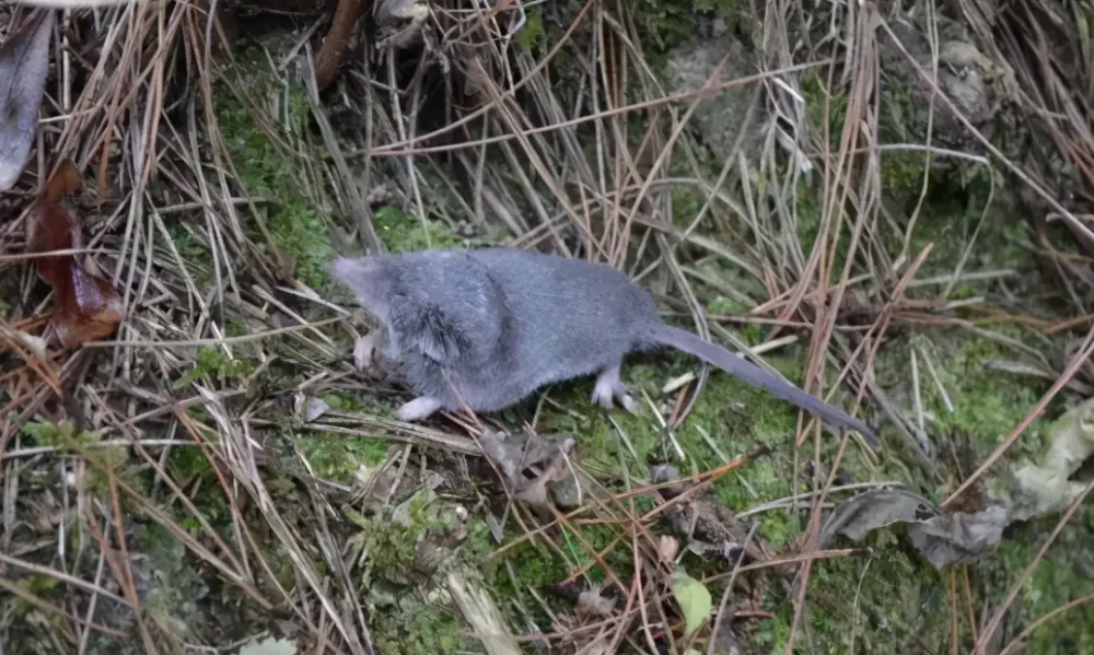 围观安徽发现一个新物种