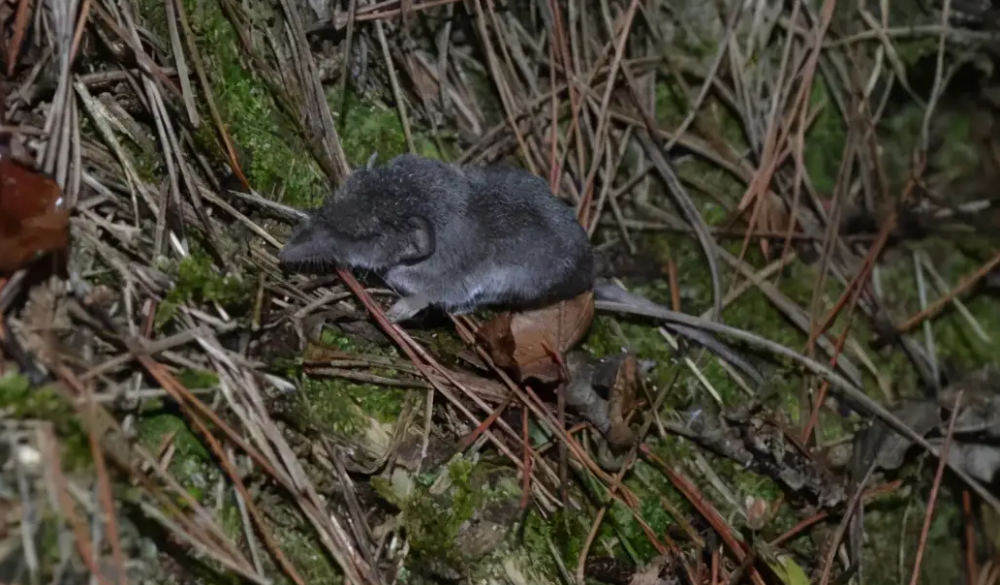 围观安徽发现一个新物种