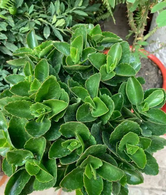 长寿花|家里的长寿花，用什么肥料好？3种肥按照顺序用，更容易开爆盆