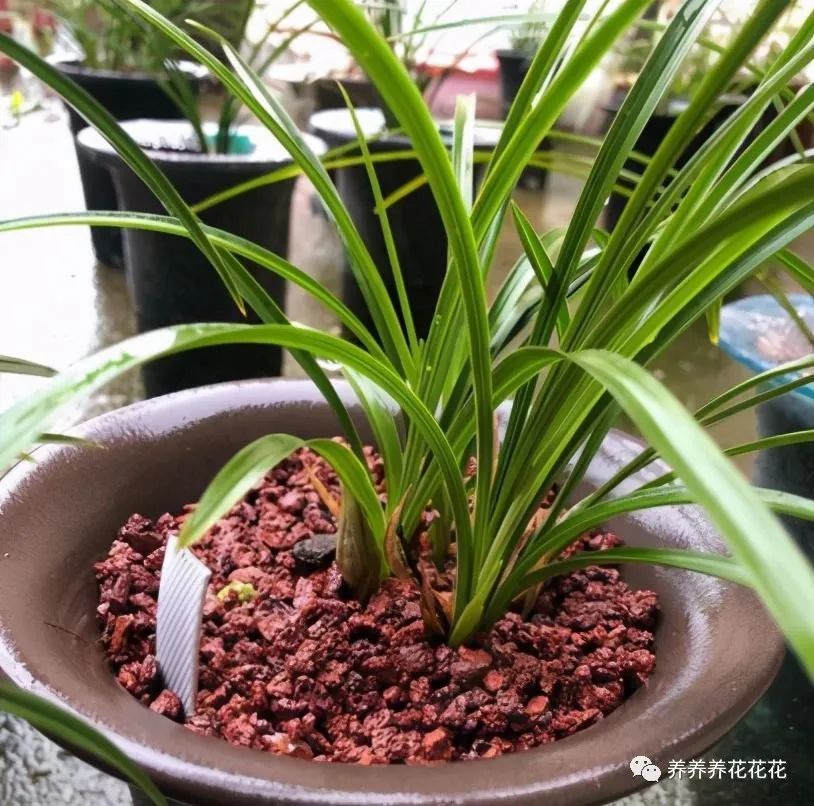 想刚种植的兰花服盆快这个步骤不能漏再做好缓苗就能快服盆