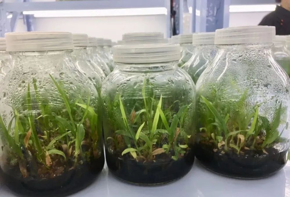 美国国家科学院|都是关键核心技术！美国科学院公布：未来农业发展的五大方向