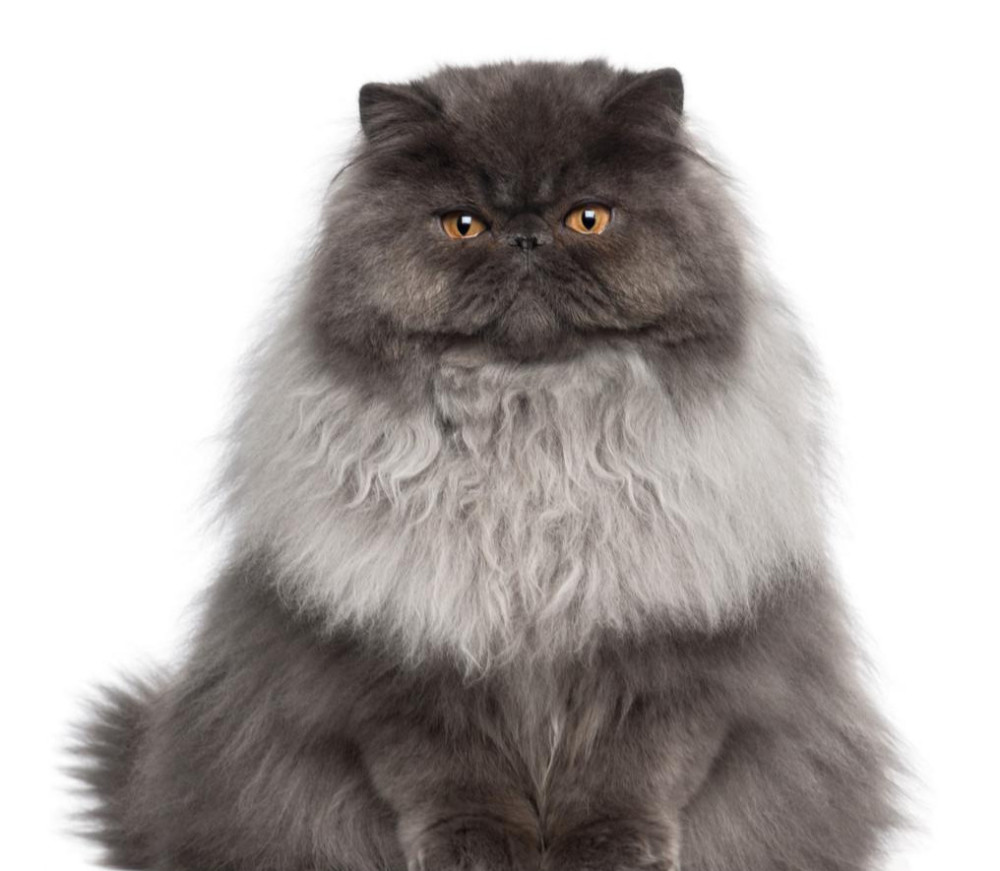 "长寿猫"的六个特点,如果你家猫咪一个都不占,估计活不久