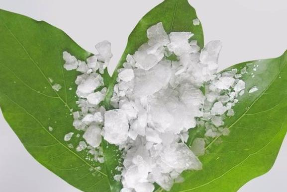 冰片又叫龙脑香曾是杨玉环才能享用的香料也是中成药的宠儿