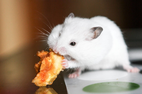 鼠鼠鼠鼠:10月25日家里有人员调动,属鼠人要沉住气!