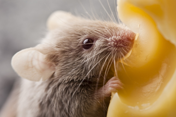 鼠鼠鼠鼠:10月25日家里有人员调动,属鼠人要沉住气!