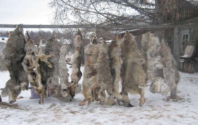 这里是"冰城"却狼满为患,政府使出高空灭狼计划,居民杀一只狼可得两千