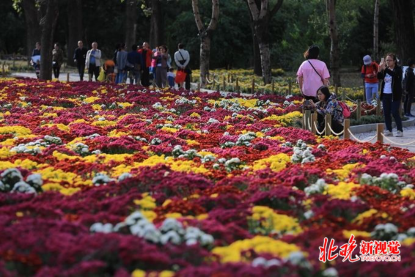 北京植物园|带娃去北京植物园赏菊，知道这些够用了！