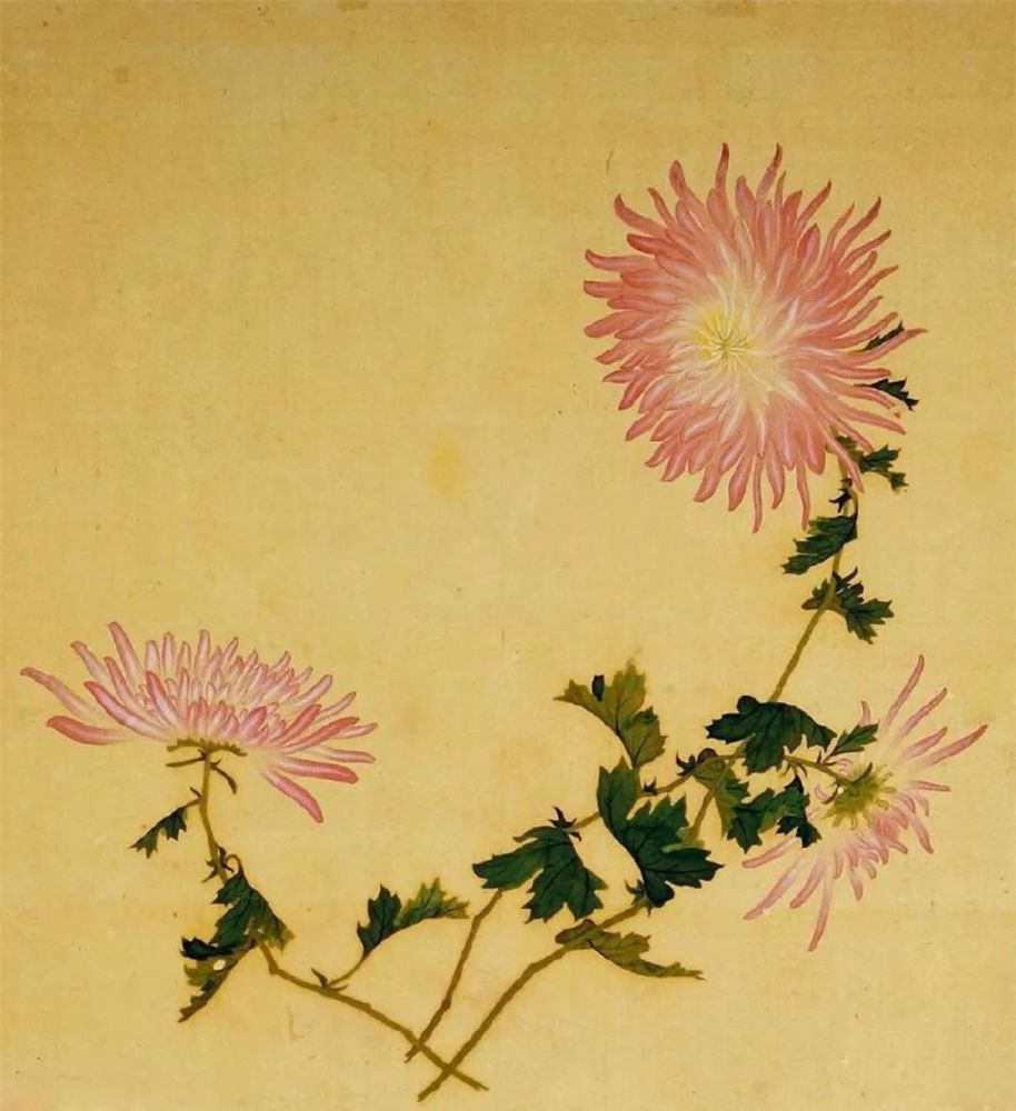 北京植物园|带娃去北京植物园赏菊，知道这些够用了！