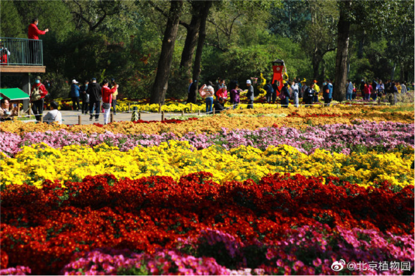 北京植物园|带娃去北京植物园赏菊，知道这些够用了！