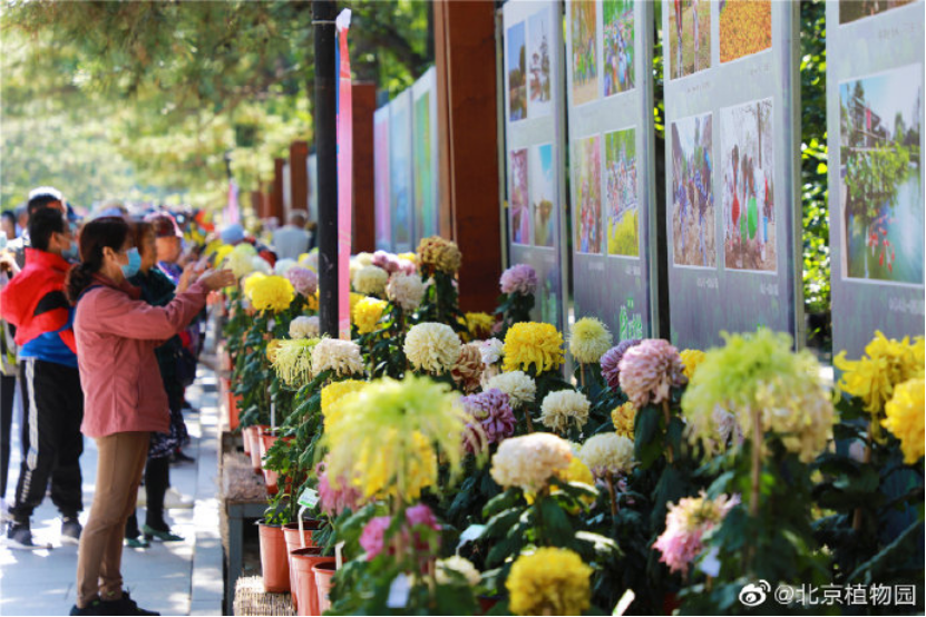 北京植物园|带娃去北京植物园赏菊，知道这些够用了！