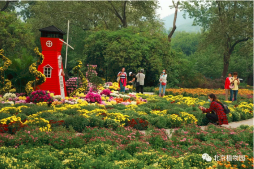 北京植物园|带娃去北京植物园赏菊，知道这些够用了！