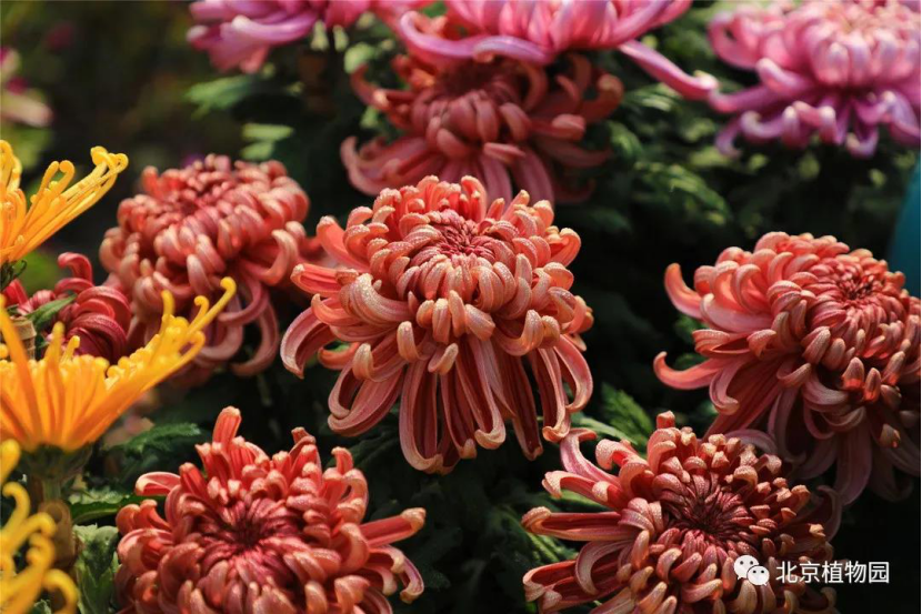 北京植物园|带娃去北京植物园赏菊，知道这些够用了！