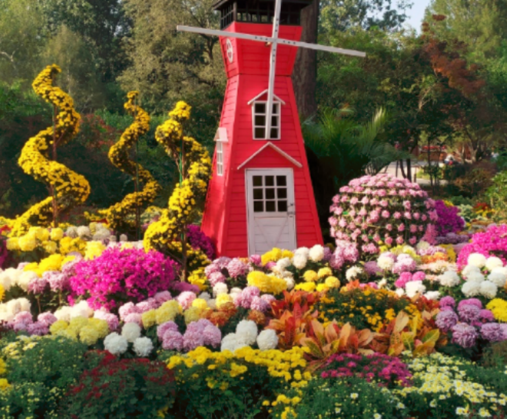 北京植物园|带娃去北京植物园赏菊，知道这些够用了！