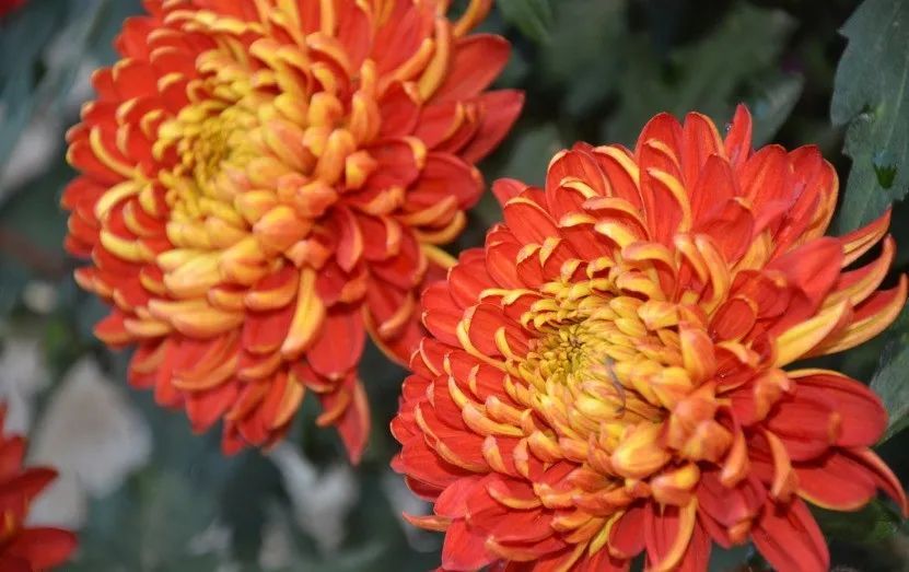 北京植物园|带娃去北京植物园赏菊，知道这些够用了！