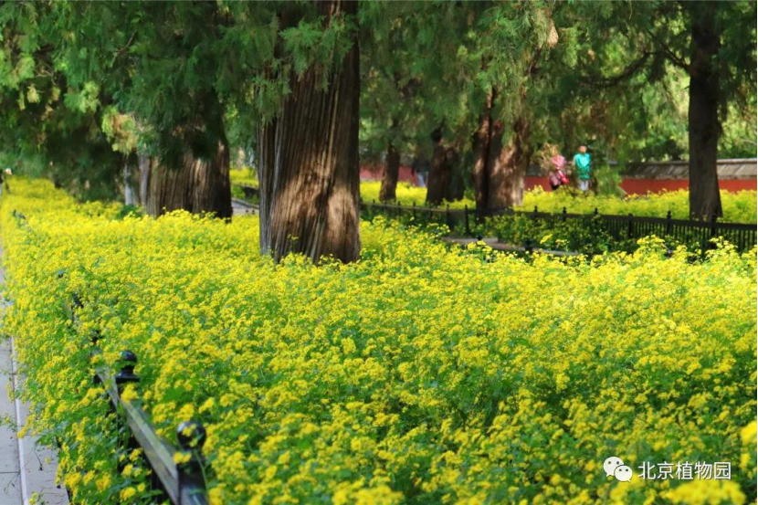 北京植物园|带娃去北京植物园赏菊，知道这些够用了！