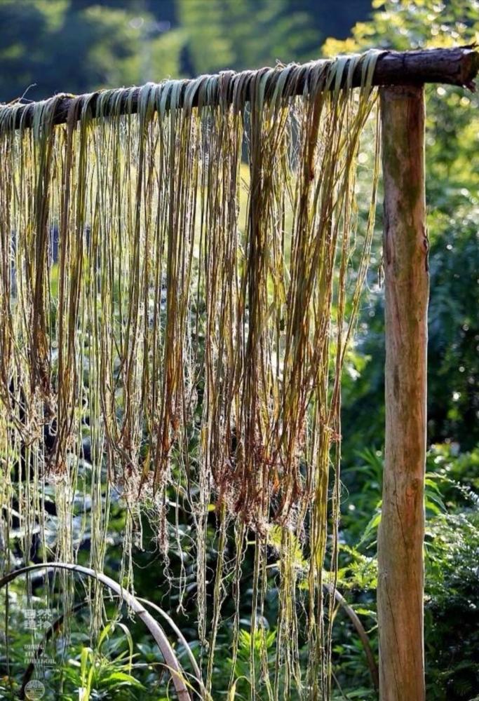 四川大竹苎麻产业提档升级一缕中国草织就小康梦