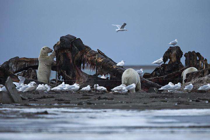 北极熊竟打劫垃圾车震惊的同时人类是否应该反思自己将来还有人类吗